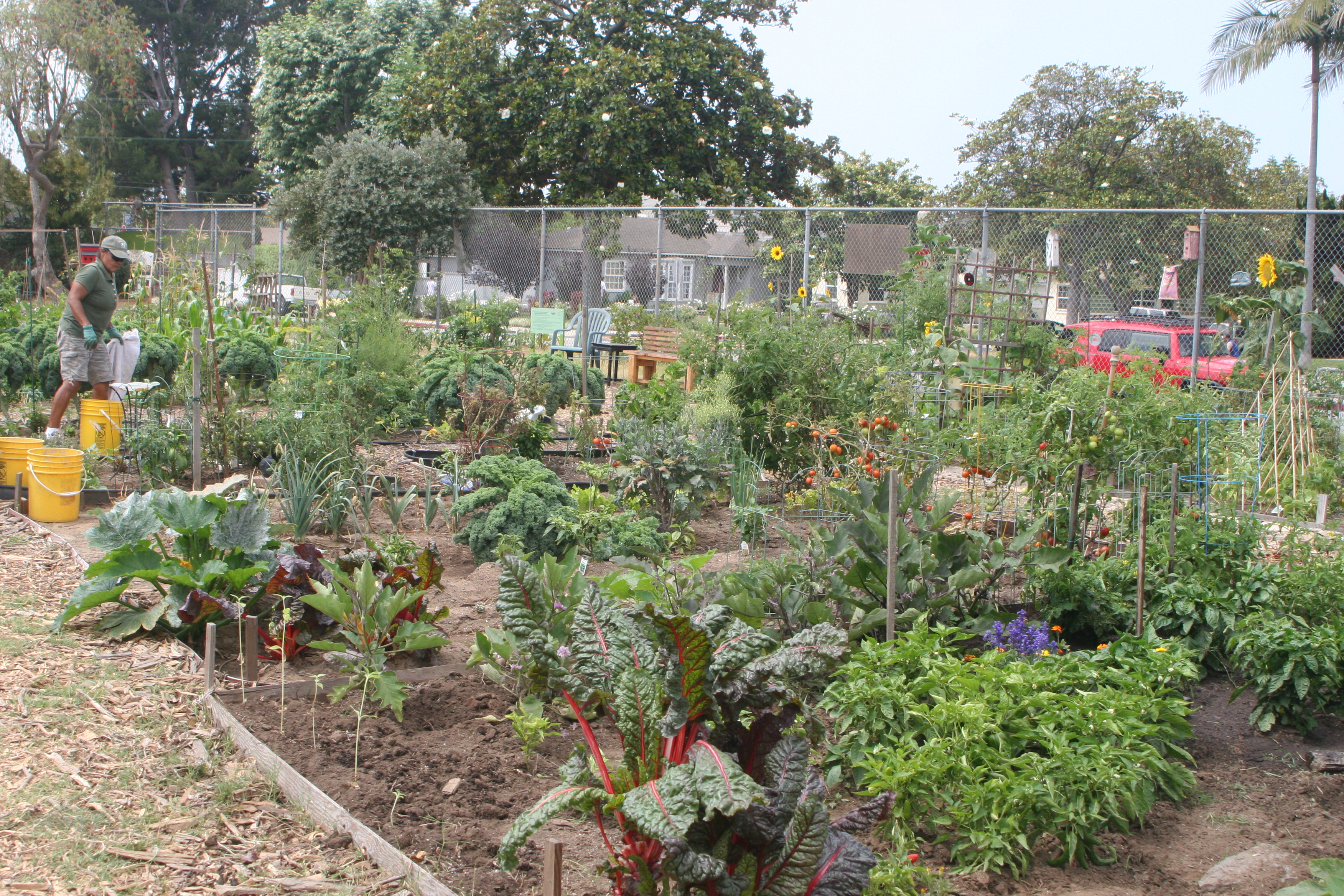 Emerson Avenue Garden works to grows vegetables and community